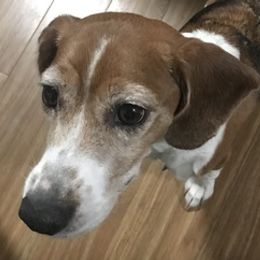Beagles from Grand Junction Beagles