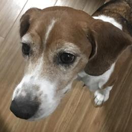 Beagles from Grand Junction Beagles