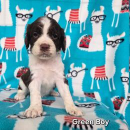 Boy 2 Green - Liver and white male English Springer Spaniel puppy in Potosi, Wisconsin from Point and Flush Gun Dogs