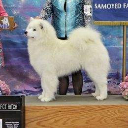 Bellini - Samoyed