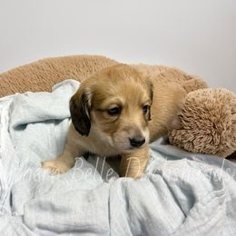 Casper - Cream male Dachshund puppy in Colbert, Georgia from Southern Belle Dachshunds