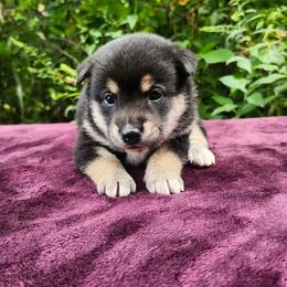 Susie - Black and tan female Shiba Inu puppy in Illinois from Precious-Puppies