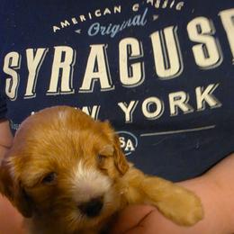 Bristol - Apricot female Cavapoo puppy in Lincolnton, North Carolina from Home Sweet Home Puppies