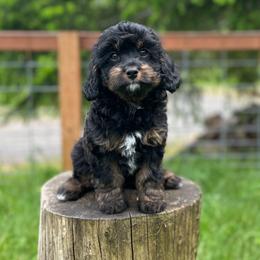 David - Black tri-color male Assorted Doodle Crosses puppy in Arlington, Washington from Doodle Love Laugh