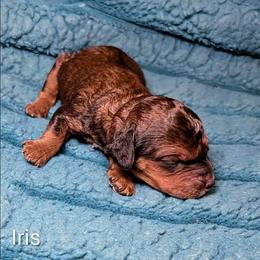 Iris - Brown and tan female Cockapoo puppy in Sunset, Louisiana from Cano Cockapoos