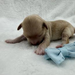 Boy 1 - Apricot male Maltipoo puppy in Turlock, California from 209PuppiesCaliforniaMaltipoo