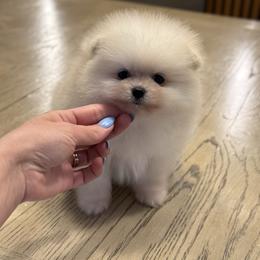 Vasya - Cream male Pomeranian puppy in Denver, Colorado from Diana's Pomeranians