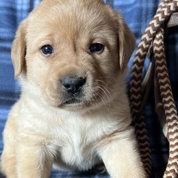 Labrador Retrievers from Twisted Wire Ranch Retrievers