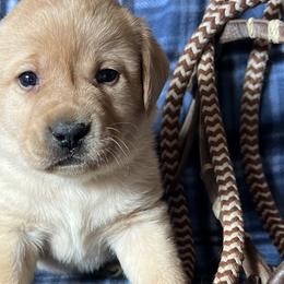 Labrador Retrievers from Twisted Wire Ranch Retrievers