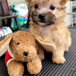 Maltese and Morkie Puppies from K and E Small Breed Puppies