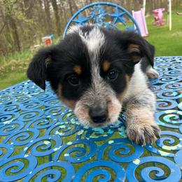 Zero - Blue male Australian Cattle Dog puppy in Lancaster, Minnesota from Weleski Chocolate Heelers
