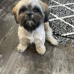 Brady - Shih Tzu