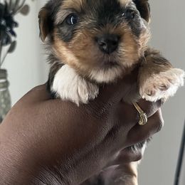 Mars - Merle male Yorkipoo puppy in Gastonia, North Carolina from Precious pups dynasty kennel