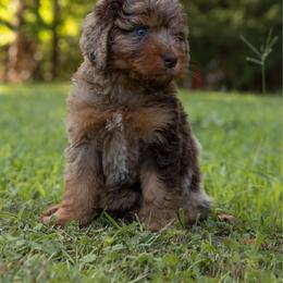Astrid - Red merle female Aussiedoodle puppy in Mountain Home, Arkansas from Amos and Oak Doodles