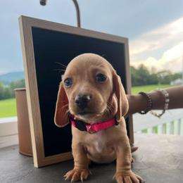 Sandyy - Cream female Dachshund puppy in Bedford, Virginia from Blue Ridge Mountain Weenies