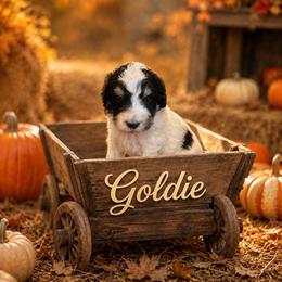 Goldie - Tri-color female Bernedoodle puppy in Julian, Pennsylvania from Happy Valley Doodles