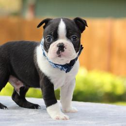 Boston Terrier Puppies from NW Boston Terriers