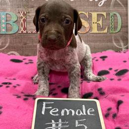 Female 5 - Liver roan female German Shorthaired Pointer puppy in Kathleen, Florida from Alex Yates GSP's