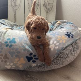 Goldendoodle Puppies from Daisy’s Doodles
