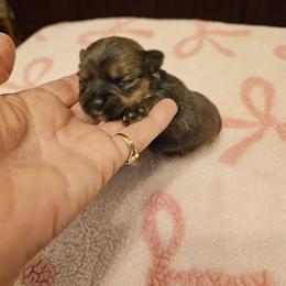 Blondie - Gold female Yorkshire Terrier puppy in Jamestown, Tennessee from Royal  Furbabies
