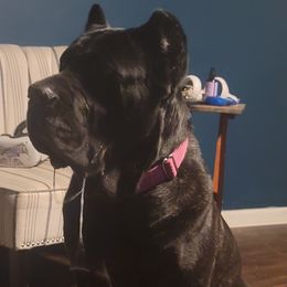 Cane Corso All Grown Up from Good Life Canine