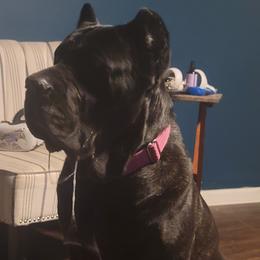 Cane Corso All Grown Up from Good Life Canine