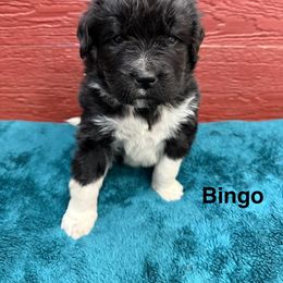 Bingo - White and black female Newfoundland puppy in Goodhue, Minnesota from Claypits Newfoundlands