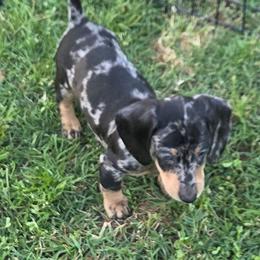 Bunny - Black and cream male Dachshund puppy in Roseville, California from Denver's Golden Dashies