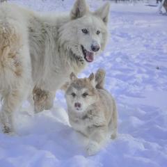 Native American Indian Dog Puppies from Seven Sisters Canids