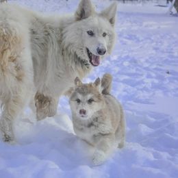 Native American Indian Dog Puppies from Seven Sisters Canids