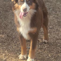 Poppy - Miniature Australian Shepherd