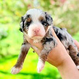 Cabaret - Blue merle female Bernedoodle puppy in Rose Hill, North Carolina from Red Door Canines