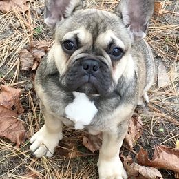 French Bulldog Puppies from FOSTERS FRENCHIES