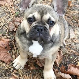 French Bulldog Puppies from FOSTERS FRENCHIES