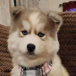 Siberian Husky Puppies from Kentucky Huskies