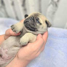 Baby boy - Fawn male Pug puppy in Kodak, Tennessee from My Princess Pugs