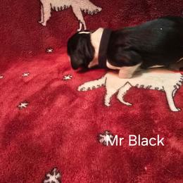 Mr Black - Black white and tan male English Springer Spaniel puppy in Montville, Connecticut from Hillside Springs Farm