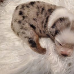 Boy 5 - Miniature Australian Shepherd puppy in Roseville, California from Golden State Mini Aussies