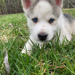 Siberian Husky Puppies from Joyful Willow Farm Huskies