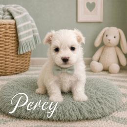 Percy - White male Maltese puppy in Bowling Green, Kentucky from Denise Clark