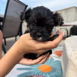 Pink Female - Tri-color female Yorkipoo puppy in Ludlow, Missouri from Countryside Doodles and Mohr