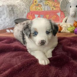 Koda Blue Eyes - Blue merle male Miniature Australian Shepherd puppy in Westwego, Louisiana from Connie's American Eskimo Dogs and Mini Australian Shepherd Dogs