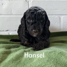 Hansel - Sable male Poodle puppy in Ellenburg Center, New York from Kristin's Puppies
