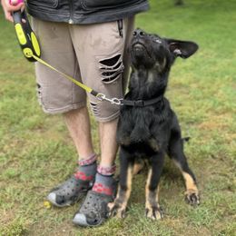 German Shepherd Puppies from Paws Of Germany