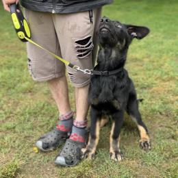 German Shepherd Puppies from Paws Of Germany