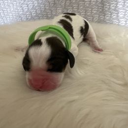 Breeze - Black and white male English Springer Spaniel puppy in Waynesburg, Pennsylvania from Krysak’s Springer Spaniels