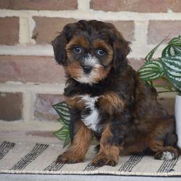 Paige - Black and tan female Cavapoo puppy in Gap, Pennsylvania from Country View Puppies ( License 18816)