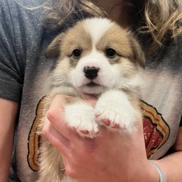 Pembroke Welsh Corgi Puppies from Dog Creek Corgis