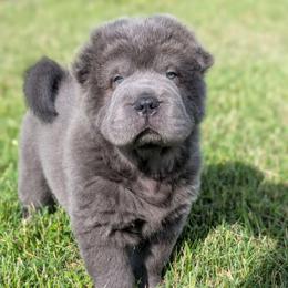 Cymbalta - Blue male Chinese Shar-Pei puppy in Clarksville, Tennessee from Wrinkle Bum Shar-Pei