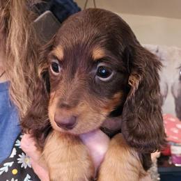 Hazel's smaller chocolate and tan longhair girl - Chocolate and tan female Dachshund puppy in Lyle, Washington from Wines Wienery